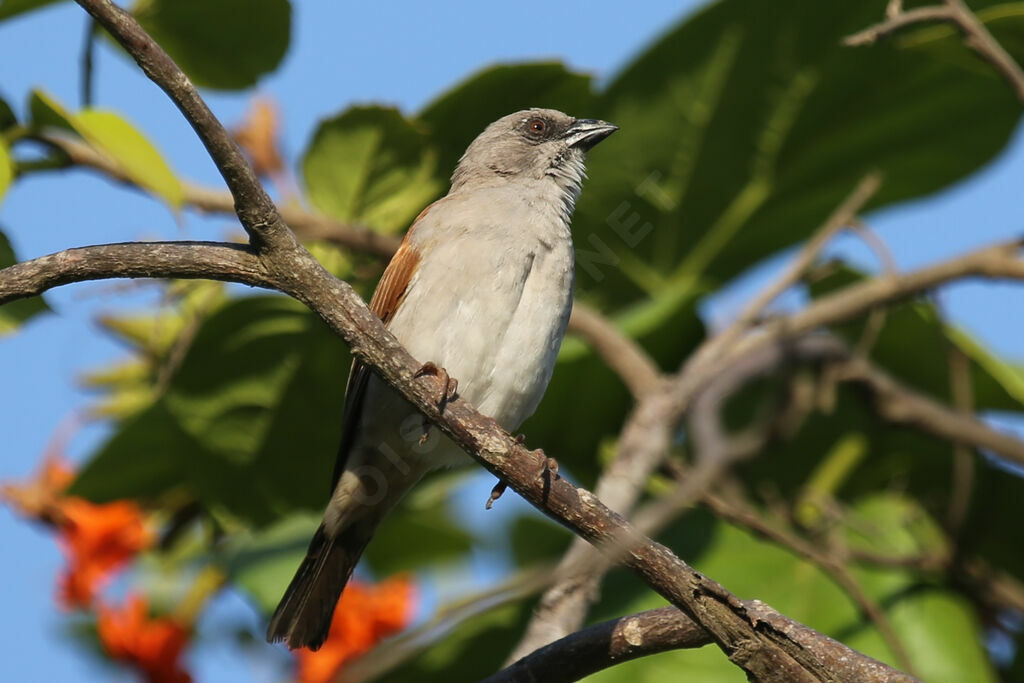 Northern Grey-headed Sparrow