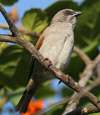 Moineau gris