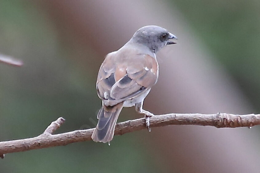 Moineau gris