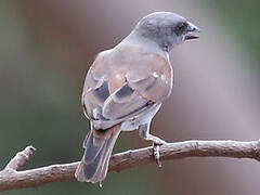 Northern Grey-headed Sparrow