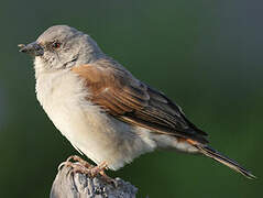 Northern Grey-headed Sparrow