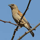 Moineau perroquet