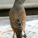 Moineau perroquet