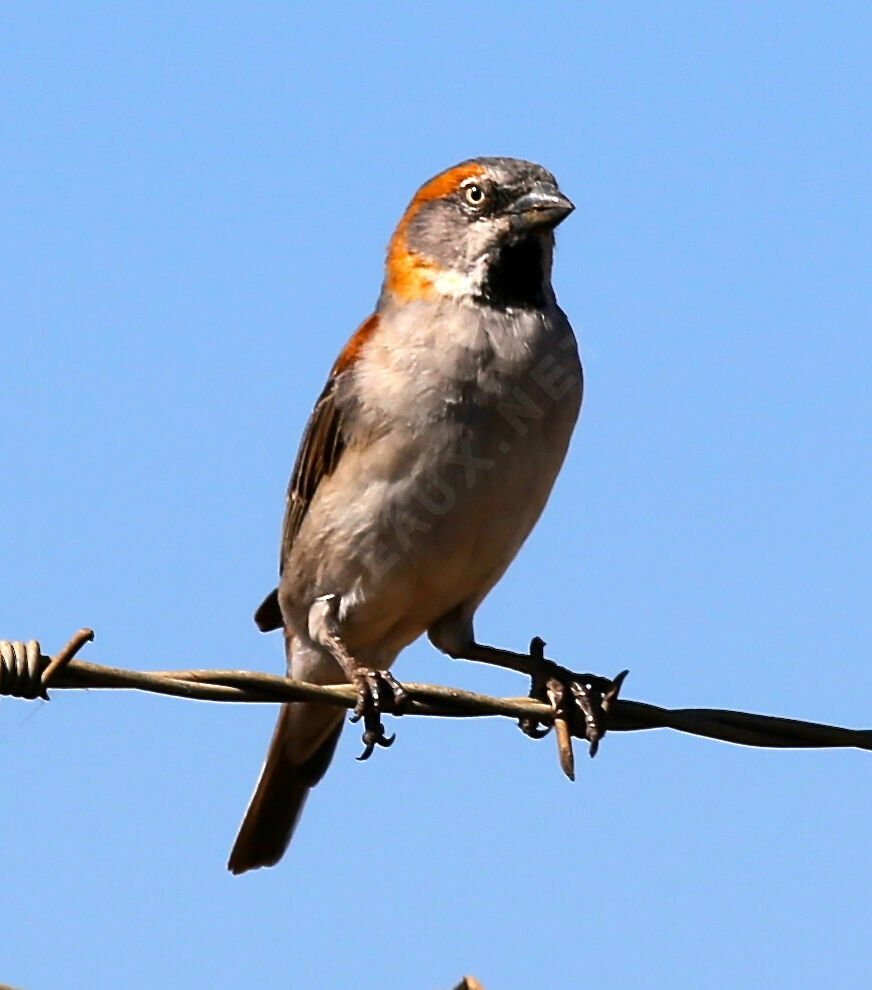Moineau roux