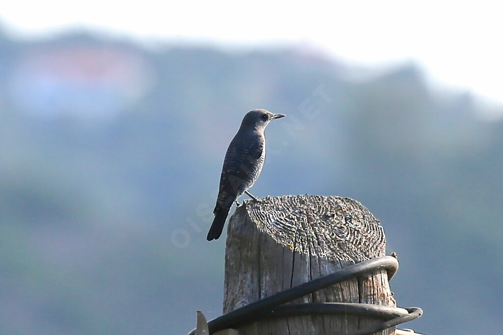 Blue Rock Thrush female