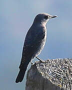 Blue Rock Thrush