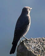 Blue Rock Thrush