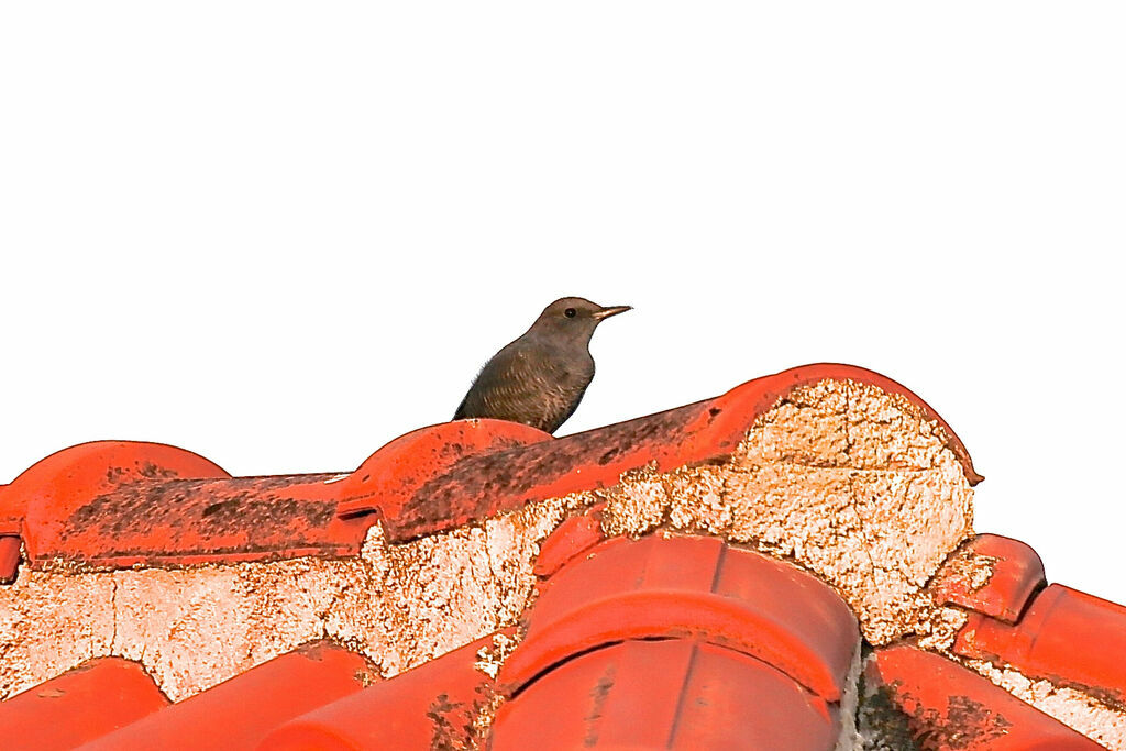 Blue Rock Thrush