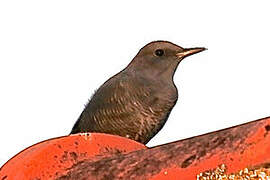 Blue Rock Thrush