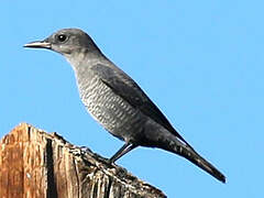 Blue Rock Thrush