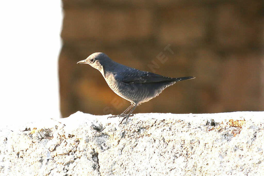 Blue Rock Thrush