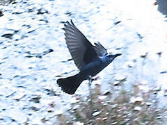 Blue Rock Thrush