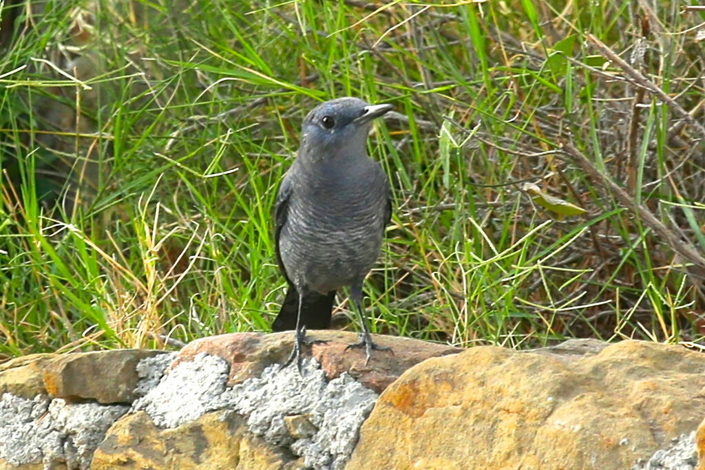 Blue Rock Thrush