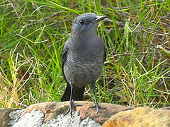 Blue Rock Thrush