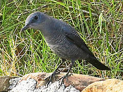 Blue Rock Thrush