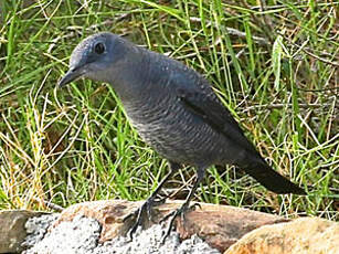 Monticole bleu