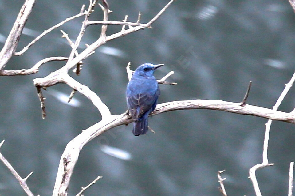 Blue Rock Thrush