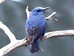 Blue Rock Thrush