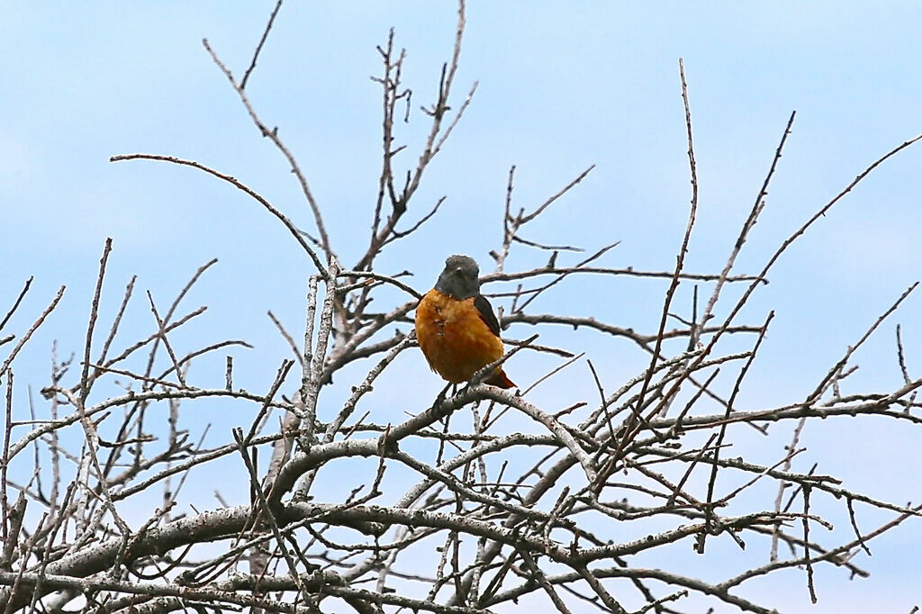 Common Rock Thrush