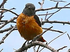 Common Rock Thrush