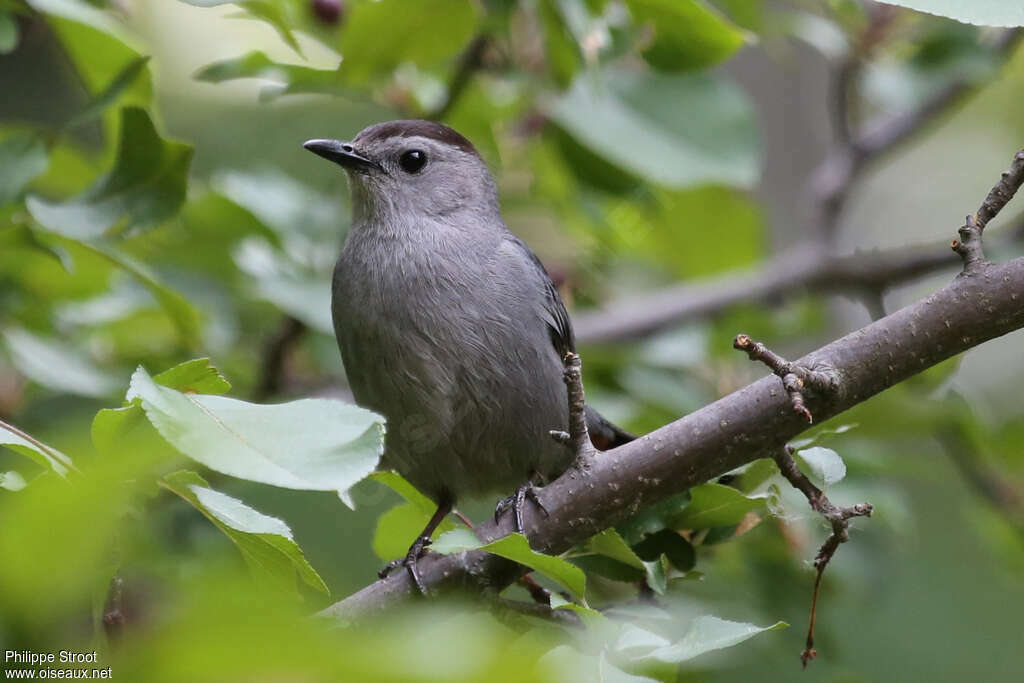 Grey Catbirdadult