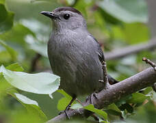 Grey Catbird