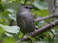 Grey Catbird