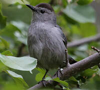 Grey Catbird