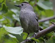 Grey Catbird