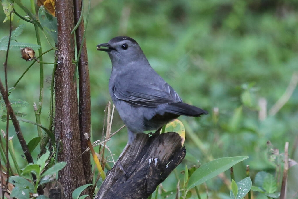 Grey Catbird