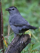 Grey Catbird