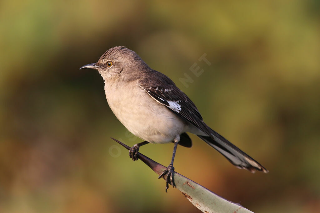 Northern Mockingbird