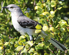 Northern Mockingbird