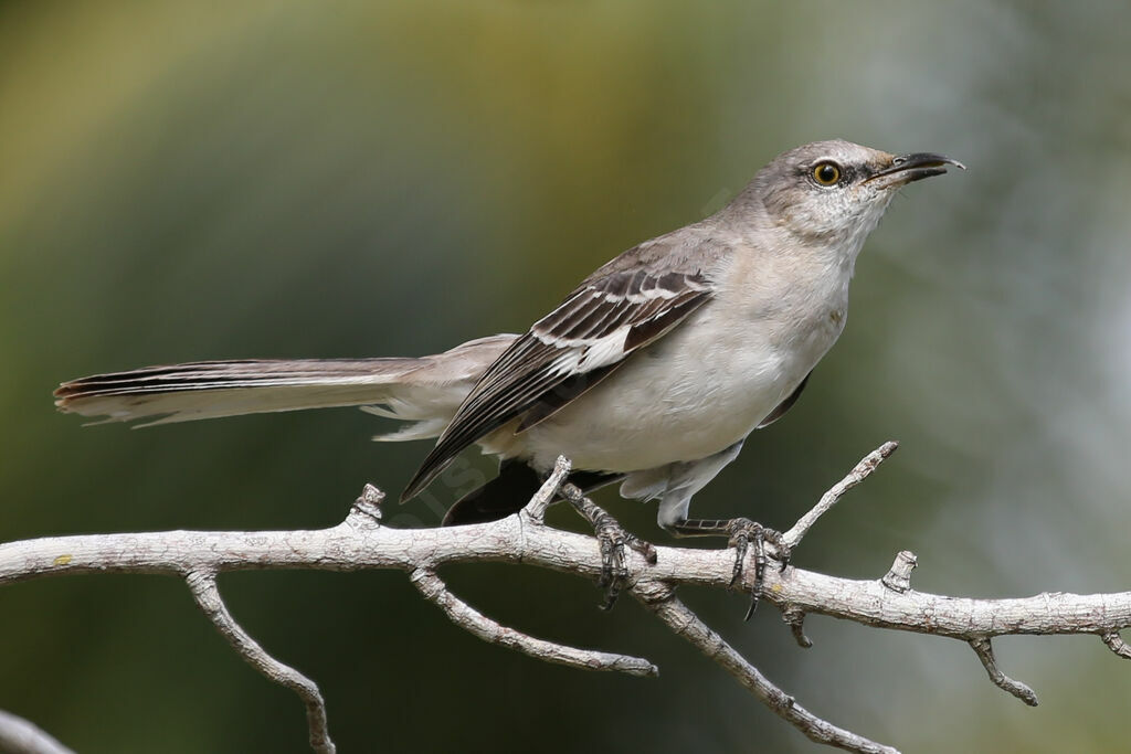 Northern Mockingbird