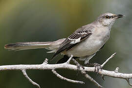 Northern Mockingbird