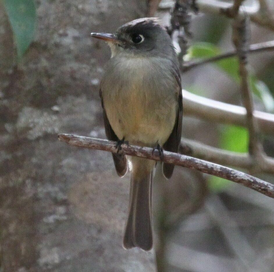 Cuban Pewee