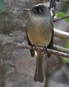 Cuban Pewee