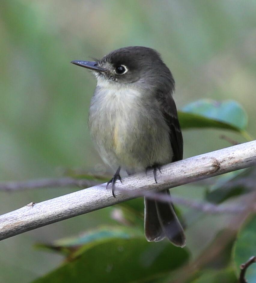 Moucherolle tête-fou