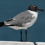 Laughing Gull