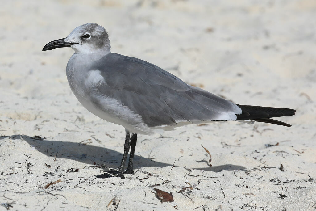 Mouette atricille