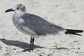 Mouette atricille