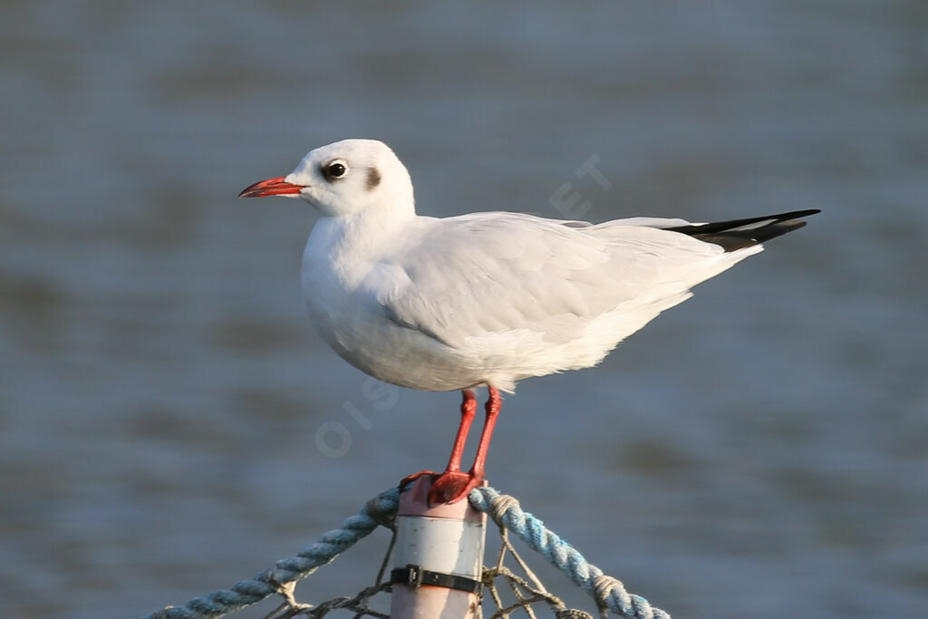 Mouette rieuse