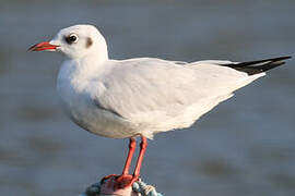 Mouette rieuse
