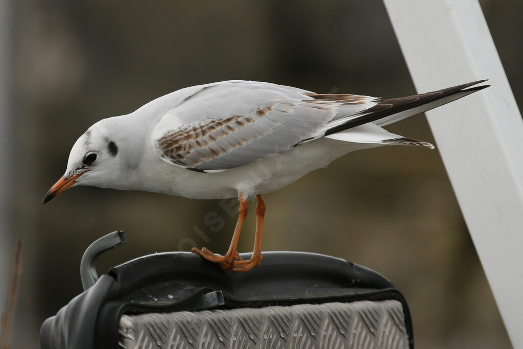 Black-headed Gull male immature