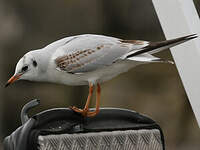 Mouette rieuse