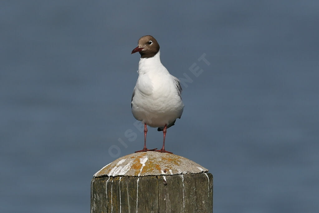 Mouette rieuse