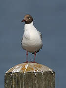 Mouette rieuse