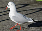 Mouette rieuse