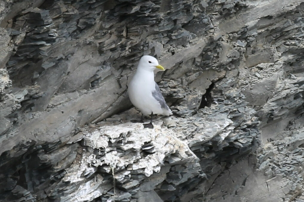 Black-legged Kittiwake