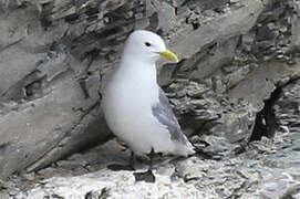 Black-legged Kittiwake